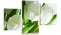 Tulipan OBRAZ białe tulipany CANVAS NA PŁÓTNIE TRYPTYK