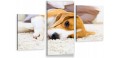 Obraz z psem ZWIERZAKI BEAGLE PIES PUPIL tryptyk 