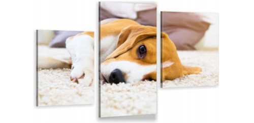 BEAGLE PIES PUPIL ot1277.jpg