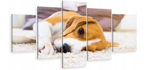 BEAGLE PIES PUPIL ot-1277.jpg