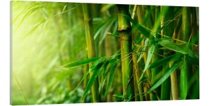 OBRAZ canvas panoramiczny do salonu bambus 