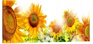 OBRAZ canvas panoramiczny do kuchni słoneczniki 