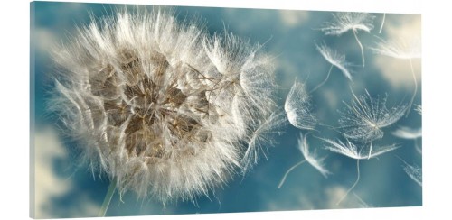 OBRAZ canvas panoramiczny do salonu sypialni dmuchawiec 