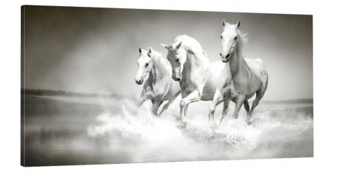 OBRAZ canvas panoramiczny galop konie 