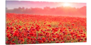 OBRAZ canvas PANORAMA maki pole słońce 