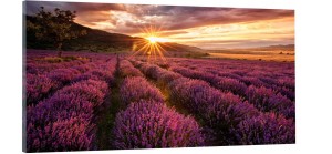 OBRAZ canvas PANORAMA POLE LAWENDY ZACHÓD