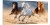 Konie galop op-122.jpg