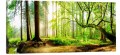 OBRAZ canvas panoramiczny las drzewa natura
