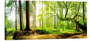 OBRAZ canvas panoramiczny las drzewa natura