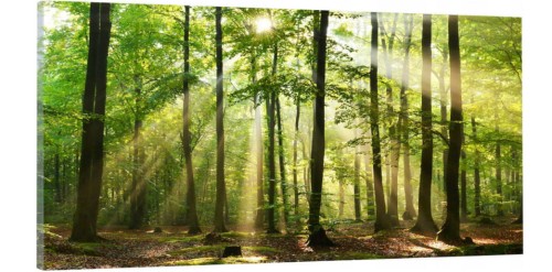 OBRAZ canvas PANORAMA LAS DRZEWA SŁOŃCE