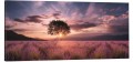 OBRAZ canvas panoramiczny pole lawendy drzewo zachód 