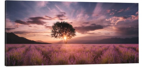 OBRAZ canvas panoramiczny pole lawendy drzewo zachód 