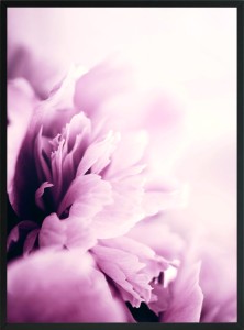 OBRAZ PLAKAT KWIAT Z BLISKA MAKRO