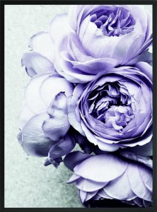 OBRAZ PLAKAT POSTER FIOLETOWE KWIATY PEONIE