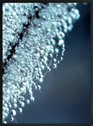 OBRAZ PLAKAT KWIAT DMUCHAWIEC ROSA 