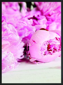 OBRAZ PLAKAT POSTER KWIAT PIWONIA RÓŻOWA