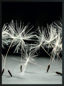 OBRAZ PLAKAT ŚCIENNY DMUCHAWCE NATURA 