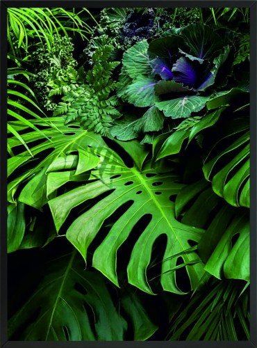 PLAKAT POSTER DEKORACYJNY TROPIKALNY LIŚĆ MONSTERA