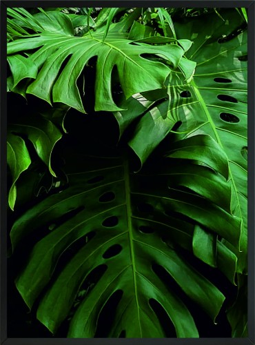 OBRAZ PLAKAT DO SALONU ŚCIANNY TROPIKALNA MONSTERA