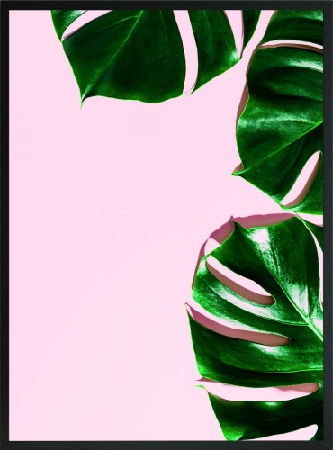 PLAKAT POSTER DEKORACYJNY MONSTERA RÓŻ LIŚCIE