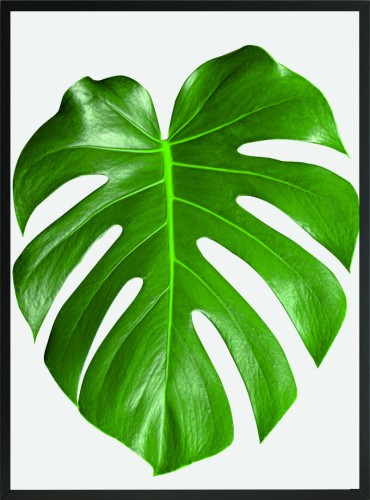 PLAKAT DEKORACJA DO SALONU MONSTERA LIŚĆ
