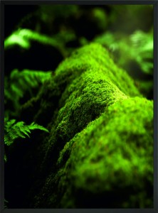 PLAKAT DEKORACYJNY ŚCIENNY LAS MECH NATURA