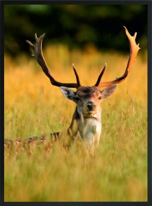 POSTER PLAKAT natura jeleń w trawie boho