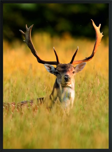 POSTER PLAKAT natura jeleń w trawie boho