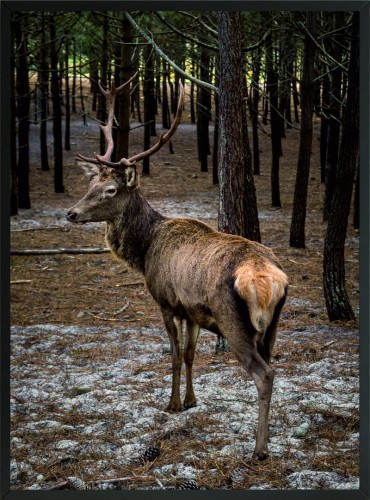 POSTER OBRAZ PLAKAT JELEŃ W LESIE LAS NATURA