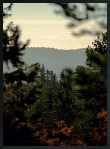 PLAKAT DO SALONU krajobraz natura widok las góra