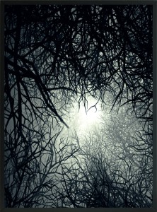 OBRAZ plakat natura mroczny las 