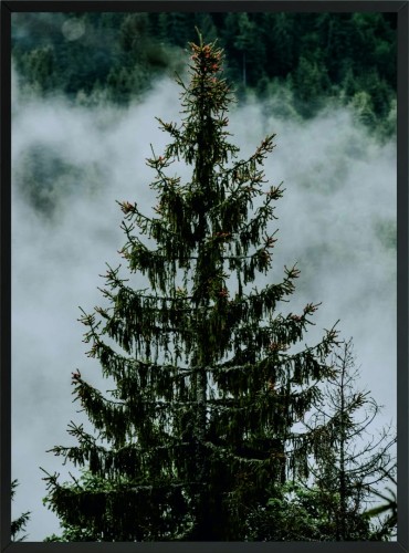 PLAKAT OBRAZ POSTER DEKORACYJNY DRZEWO NATURA 