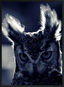 DEKORACYJNY PLAKAT POSTER SOWA NOC PUCHACZ