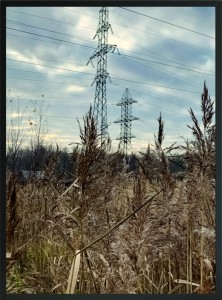 DEKORACYJNY PLAKAT OBRAZ ŚCIENNY ŁĄKA TRAWA 