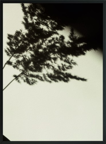 PLAKAT BOHO SUCHA TRAWA NATURA 