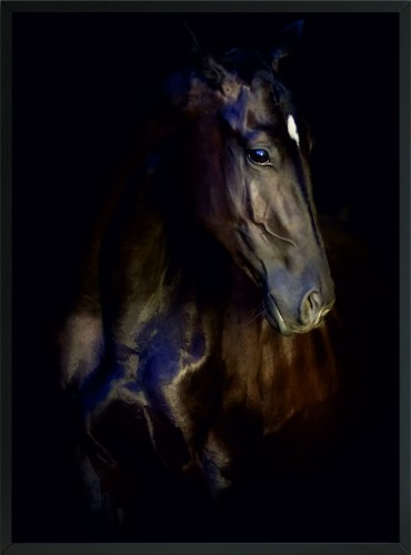 OBRAZ Plakat ciemność cień czarny koń