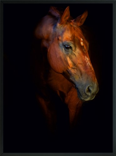 OBRAZ Plakat ciemność cień brązowy koń