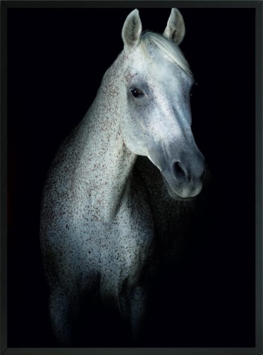 OBRAZ Plakat ciemność cień biały koń