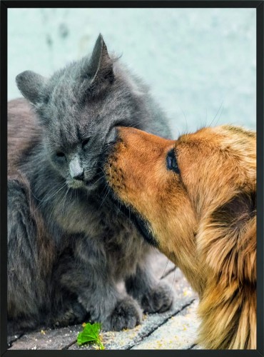PLAKAT POSTER DO SYPIALNI SALONU PIES I KOT 