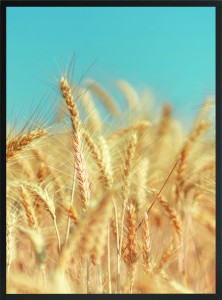 OBRAZ PLAKAT POSTER ZBOŻE LAZUROWE NIEBO