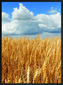 OBRAZ PLAKAT ZBOŻE NIEBO CHMURY
