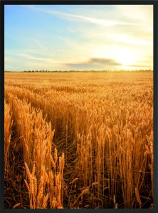 PLAKAT OBRAZEK ŚCIENNY ZBOŻE POLE POLA 