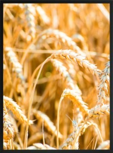 PLAKAT OBRAZ ZŁOTE ZBOŻA NATURA 