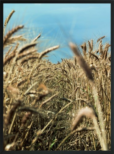 OBRAZ PLAKAT NATURA ZBOŻE BOHO NIEBO 