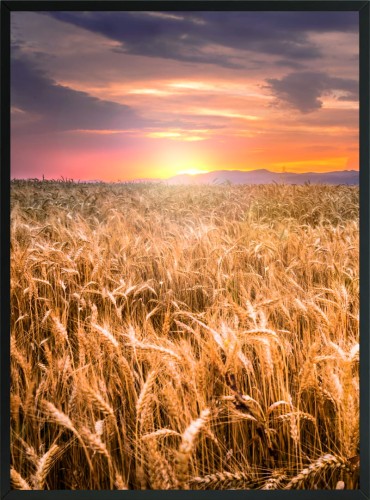 PLAKAT OBRAZ ŚCIENNY POLE ZBOŻA ZACHÓD 