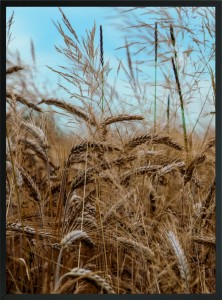 OBRAZ PLAKAT POSTER ZBOŻA TRAWY