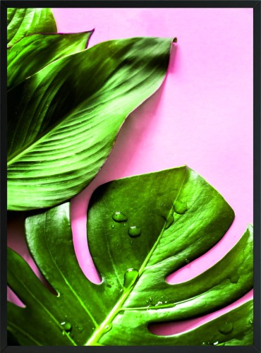 OBRAZ PLAKAT POSTERY ZIELONE LIŚCIE MONSTERA NA RÓŻOWYM TLE