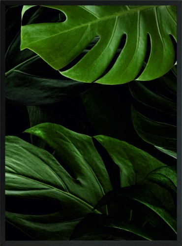 PLAKAT DEKORACYJNY ŚCIENNY LIŚCIE MONSTERA