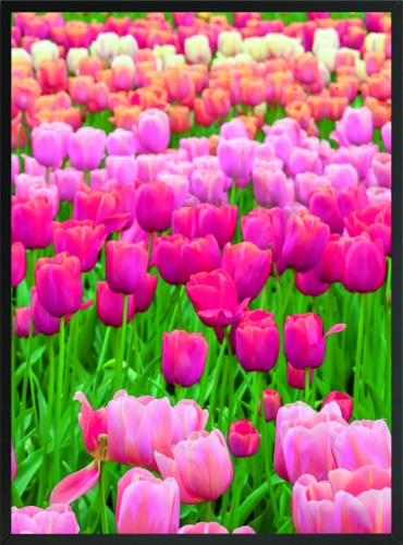 OBRAZ PLAKAT RÓŻOWE TULIPANY POLE ŁĄKA 