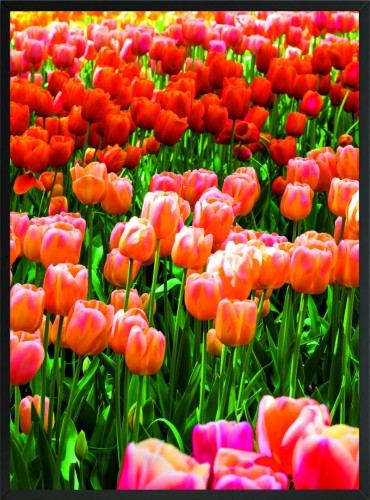 OBRAZ plakat POMARAŃCZOWE TULIPANY 